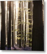 Hallerbos Enchanted Forest Sunrise Metal Print