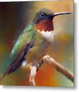 Handsome Hummingbird Metal Print