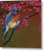 Happiness Is A Blue Bird Metal Print