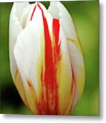 Happy Generation Tulip Metal Print