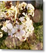 Happy Spring! #spring #flowers Metal Print