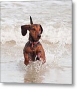 Happy Surf Dog Metal Print