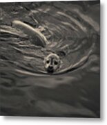 Harbor Seal Iv Toned Metal Print