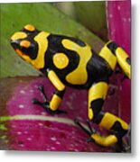 Harlequin Poison Dart Frog Metal Print