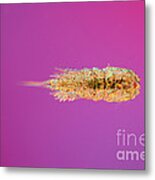 Harpacticoid Copepod Metal Print