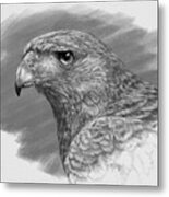 Harris Hawk Drawing Metal Print