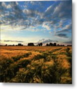 Harvest Metal Print