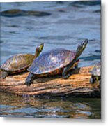Hatchie National Wildlife Refuge Turtles Metal Print