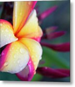 Hawaii Plumeria Flower Jewels Metal Print