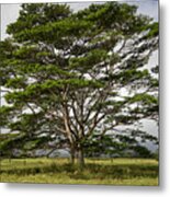 Hawaiian Moluccan Albizia Tree Metal Print