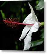 Hawaiian White Hibiscus Metal Print