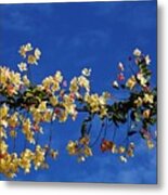 Hawaii's Rainbow Shower Tree Metal Print