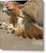 Hawk Attack Metal Print