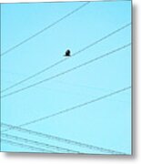 Hawk In The Obstacle Course Metal Print