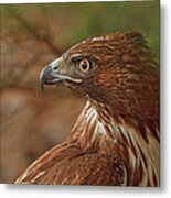 Hawk Profile Metal Print