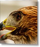 Hawk's Eye Metal Print