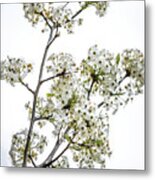 Hawthorne Bouquet Metal Print