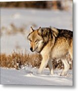 Hayden Pack 541m Metal Print