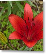 Hazelle's Red Lily Metal Print