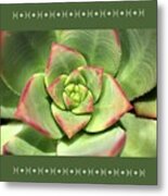 Hens And Chicks Succulent And Design Metal Print