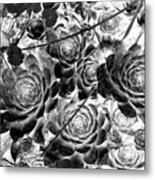 Hens And Chicks - Vintage Black And White Metal Print