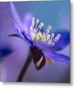 Hepatica Blue Metal Print