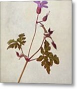 Herb Robert - Wild Geranium 
#flower Metal Print
