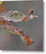 Here's Lookin' At You- Dragonfly Metal Print