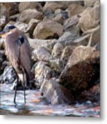 Heron At Sunset Metal Print