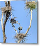 Heron Courting 2 Of 6 The Exchange Metal Print