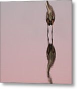 Heron Sunset Reflections Metal Print