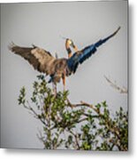 Heron Treetop Landing Metal Print