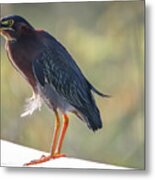 Heron With Ruffled Feathers Metal Print