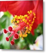 Hibiscus #3 Metal Print