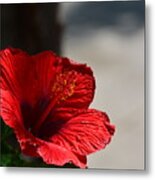 Hibiscus In The Shadows Metal Print