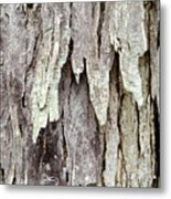 Hickory Tree Bark Abstract Metal Print