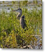 Hiding Heron Ii Metal Print