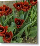 High Definition Tulips Metal Print