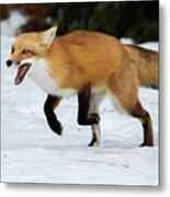 High Speed Fox Metal Print