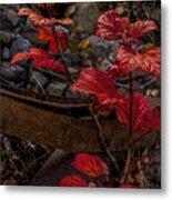 Highbush Cranberry Leaves Metal Print