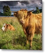 Highland Cow Metal Print