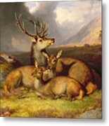 Highland Felicity Metal Print