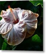 Highlighted Hibiscus Metal Print