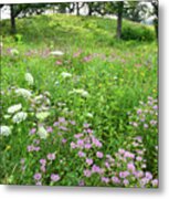 Hills Of Wildflowers In Chain-o-lakes Sp Metal Print