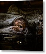 Hippo Metal Print