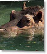 Hippopotamus In Water Metal Print