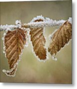 Hoar Frost - Leaves Metal Print