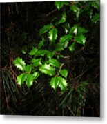 Holly Branch Among The Pines Metal Print