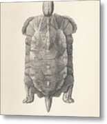 Home's Hingeback Tortoise, Kinixys Homeana Metal Print