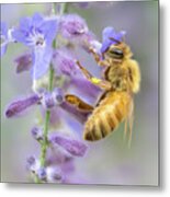 Honey Bee 2 Metal Print